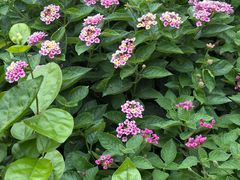 -瓦库茶馆17号(海汇港店)