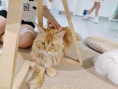 -Heymao猫咖.咖啡厅(东门店)
