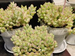 -豆豆花艺(新光天地店)