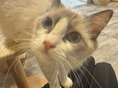 -楼上猫咖(罗湖店)