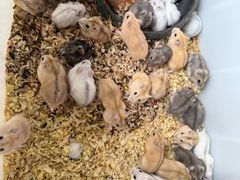 -溪岸路花鸟市场