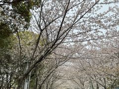 -高东镇樱花园