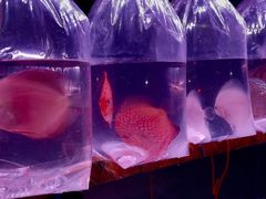 -华声天桥民俗文化园