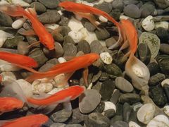-汤家茗苑·精致私房菜(白沙店)