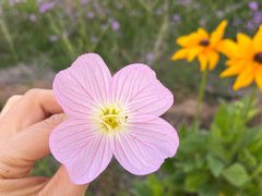 -西京湾花海