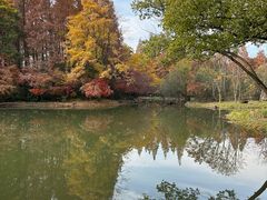 -上海共青森林公园