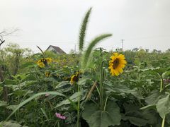 -紫颐香薰山谷景区