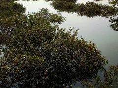 -北海金海湾红树林生态旅游区