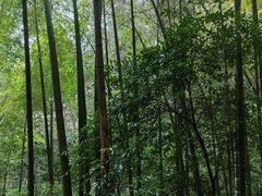 -灵隐飞来峰景区