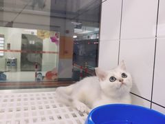 -1013 PET SHOP精品宠物商店(丁香店)