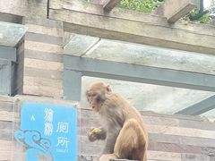 -黔灵山公园