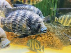 -上海海洋水族馆