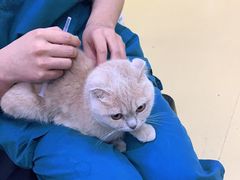 -瑞派天宁宠物医院·猫科·异宠中心
