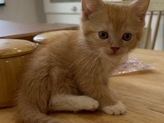 -楼上猫咖(罗湖店)