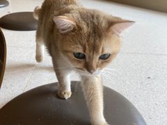 -飞行喵MR PILOT|猫舍·猫咖(静安大融城店)