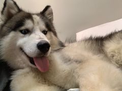 -米纸越南小馆(金鹰世界店)