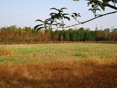 -上海长兴岛郊野公园