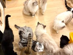 -有喵·猫咖·狗咖·30几只猫10只小狗(岗厦店)