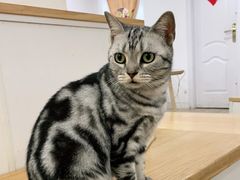 -李小姐の猫咖啡馆(五角场店)