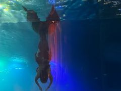 -海棠湾洲际-涛·海底餐厅·美人鱼·自助餐·海底隧道