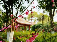 -沙市市中山公园