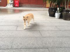 -福州开元寺