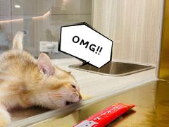 -飞行喵MR PILOT|猫舍·猫咖(静安大融城店)
