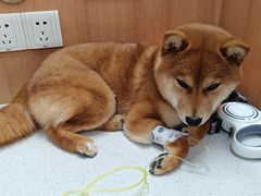 -联合动物医院(光谷诊疗中心)