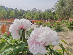 -太阳宫公园