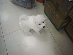 -宠福鑫康馨动物医院·骨科·眼科