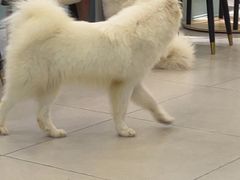 -安格丽娜·狗咖·猫咖羊驼咖(春熙路百盛商场店)