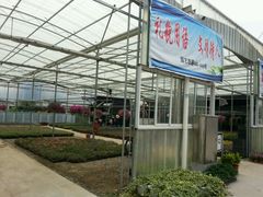 -龙大花卉苗木市场