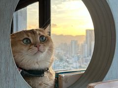 -猫小主咖啡·猫咖cat cafe(福田店)