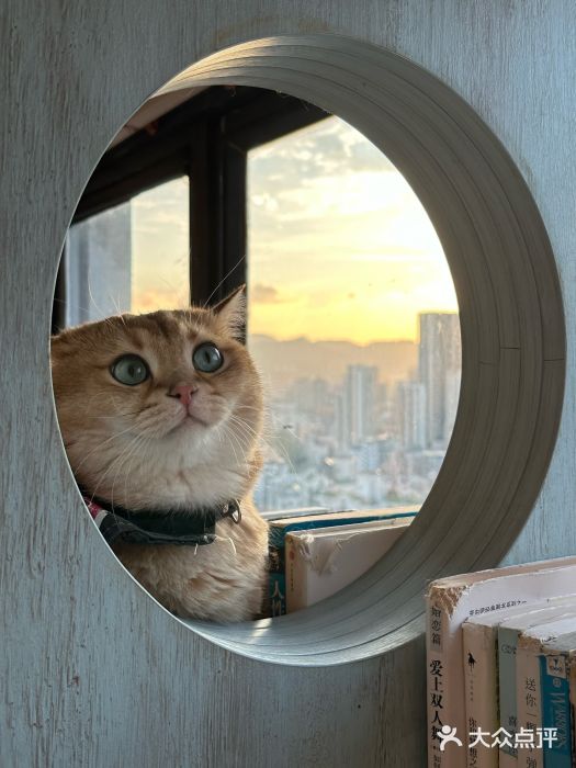 猫小主咖啡·猫咖cat cafe(福田店)图片