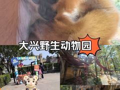 -北京野生动物园