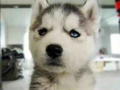 -金掌勺东北菜(格兰晴天店)