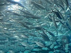 -上海海洋水族馆