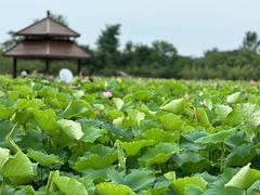 -梁鸿国家湿地公园