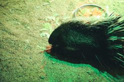 -酷嗒动物文化乐园(cutezoo西溪乐天城店)