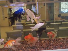 -武汉大学附属爱尔眼科医院(湖北总院)