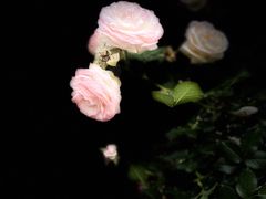 -人民公园(罗湖区)