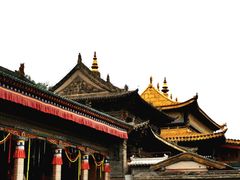 -塔尔寺菩提树