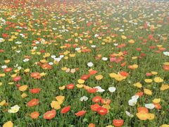 -阆辣荟餐饮(老味道8年·古城店)