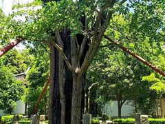 -上海佘山国家森林公园天马山园