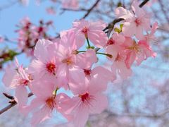 -天适樱花悠乐园