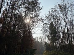 -桤木河湿地公园