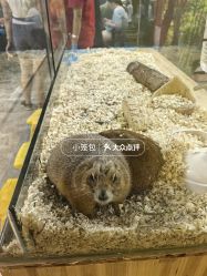 -神奇动物撸宠馆·羊驼·小浣熊·异宠(豫园店)