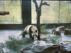 -上海野生动物园