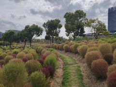 -春花秋色城市公园