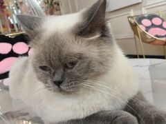 -糯米喵星人·撸猫猫舍咖啡馆(西市场嘉华店)